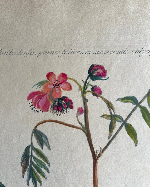 Set, Cassia Barbadensis & Marilandica, Botanical Prints by John Martyn c.1728, view 6