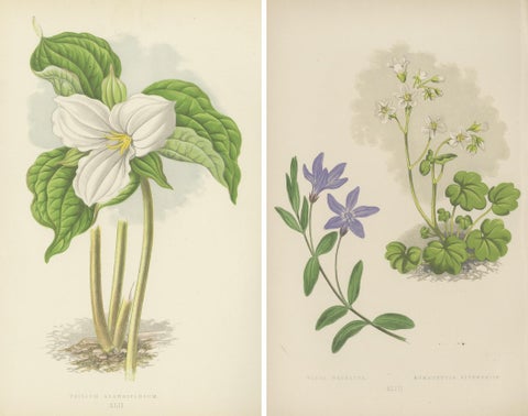 Alpine Botanical Lithograph Pair of Vinca and Trillium, 1874, view 4