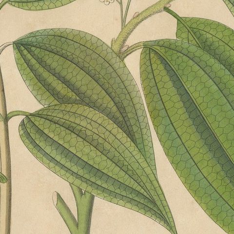 Antique Cinnamon Botanical Print, Laurus Cinnamomum & cassia, c.1831, close-up 5