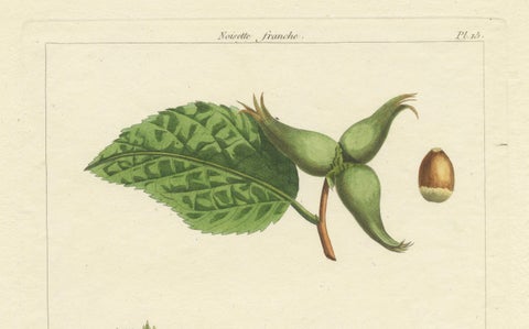 Botanical Print: Common & Spanish Hazelnut, Le Jardin Fruitier, 1821, close-up 4