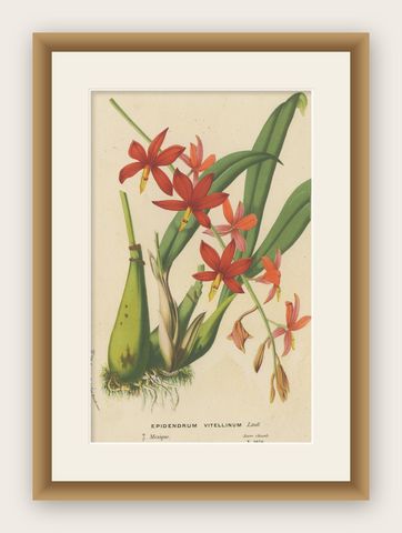 Antique Lithograph of the Prosthechea Vitellina Orchid, ca.1880, shown framed