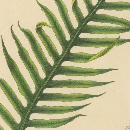 Beautiful, Artfully Crafted Lithograph of Ferns of Java 'Polypodium', 1829, close-up 2