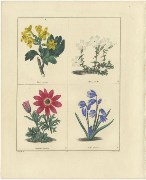 Pair of Hand-Colored Botanical Engravings of Roses & Spring Flowers, London 1828, view 3