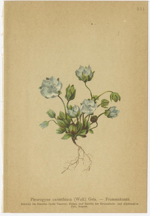 Antique Botanical Prints Alpine Gentians Set of 8, Chromolithographs, 1897, view 8