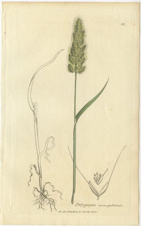 Antique Botanical Engravings of Meadow Foxtail, Polypogon & Agrostis, c.1830, view 4