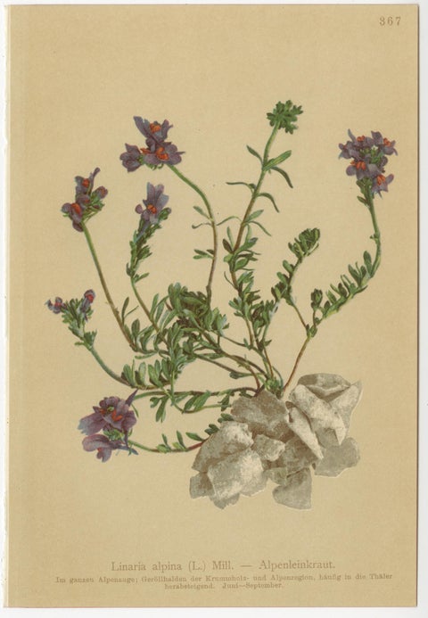 Set of 8 Antique Alpine Botanical Chromolithographs, Atlas der Alpenflora 1897, view 7