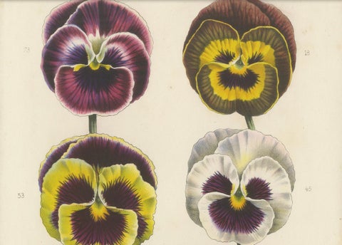 Large-Flowered Pansies Botanical Illustration by Louis van Houtte, 19th Century, close-up 1