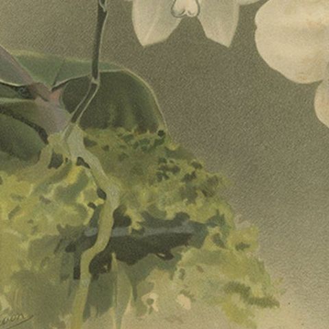 Victorian Botanical Print, White Phalaenopsis Casta Orchid, Published ca.1888, close-up 6