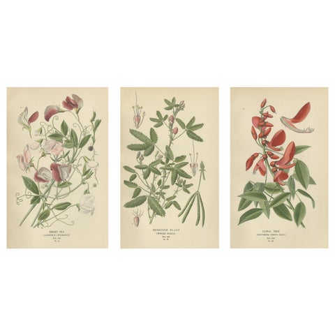 Garden Elegance: A Triptych of 19th Century Botanical Illustrations, 1896