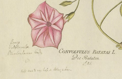 Convolvulus Batatas Botanical Engraving, Icones Plantarum Medicinalium, 1788, close-up 2