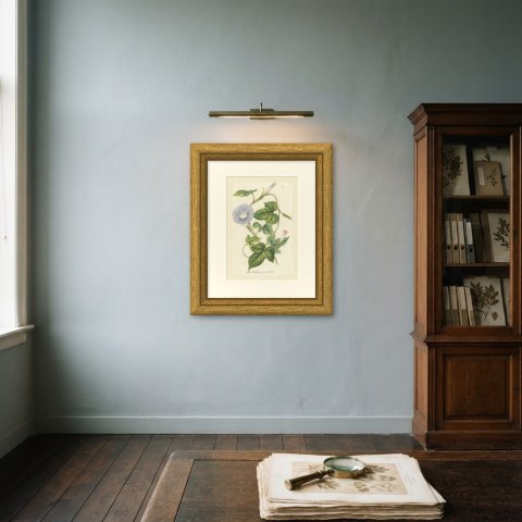 Japanese Morning Glory Azurea, Pharbitis Polymorpha Plate IV, 1858, shown framed on a wall, true to size