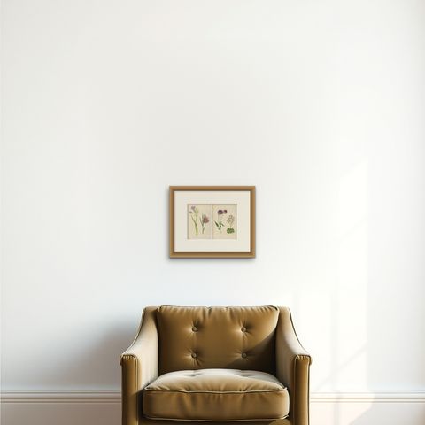 Alpine Botanical Prints of Alpine Blue Gilia and Purple Poppy Mallow, 1874, shown framed on a wall, true to size