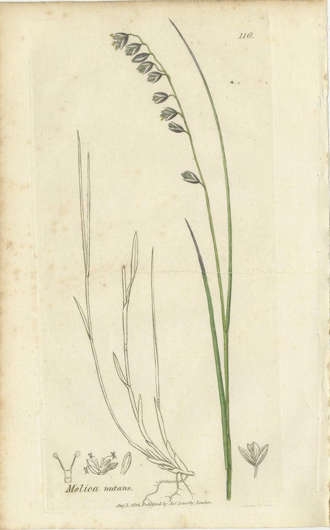 Antique Grasses & Sedges, Hand-Colored Botanical Engravings, c.1830 (Set of 8), view 5