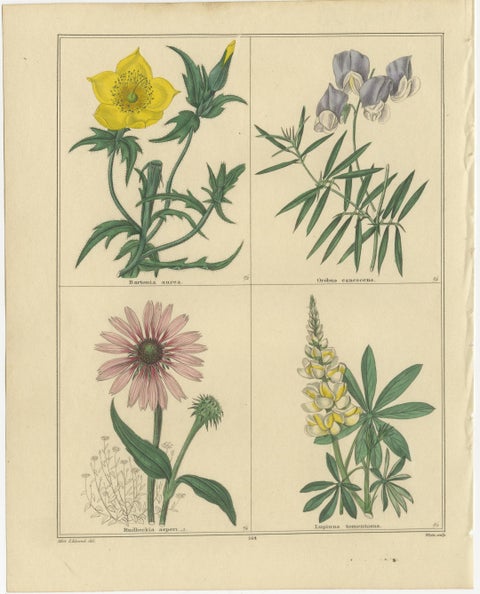 The Botanic Garden Flower Prints by Benjamin Maund, London c.1836, view 3