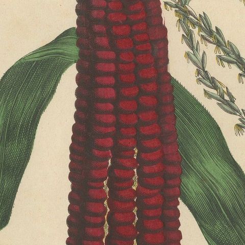 Antique Maize Botanical Print, Corn Plant Study, Germany 1852, close-up 5