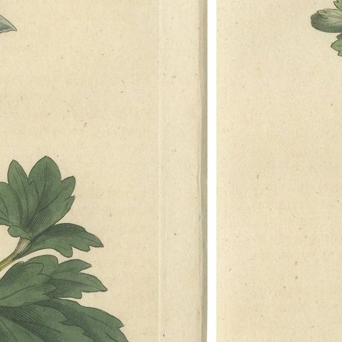 Set of 2 Antique Botany Prints, Solid Rooted and Hollow Rooted Fumitory, close-up 2