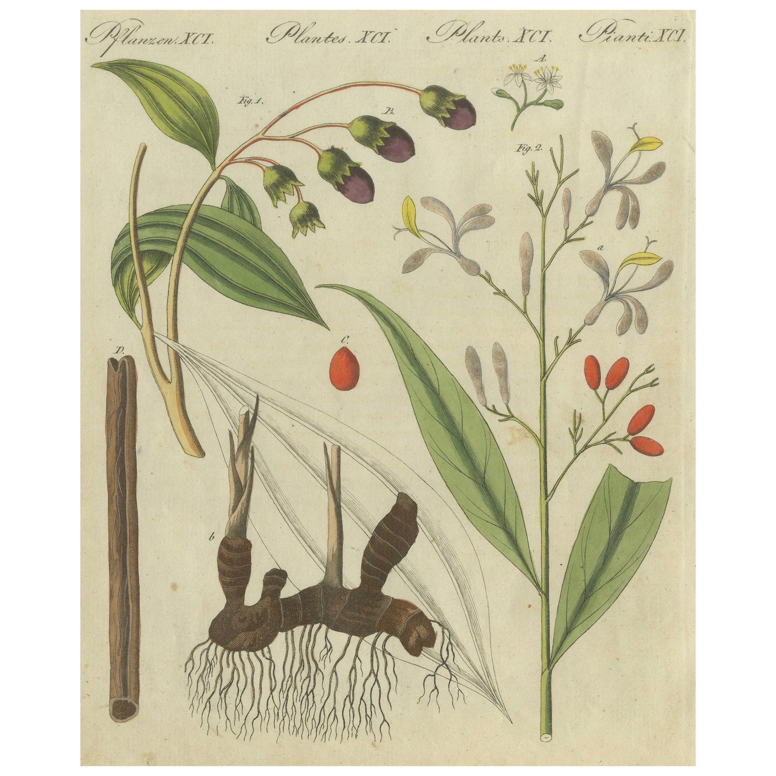 Exquisite Hand-Colored Botanical Engraving with Medicinal Plants, 1805