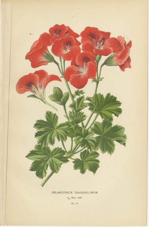 Victorian Geranium Elegance: A Triptych of Horticultural Art, 1896, view 2