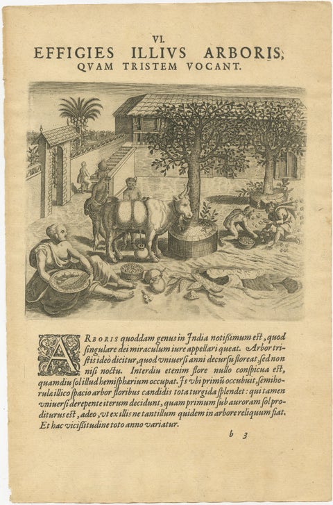 The Melancholy Tree of the East: A 1601 de Bry Engraving from 'Indiae Orientalis, view 2
