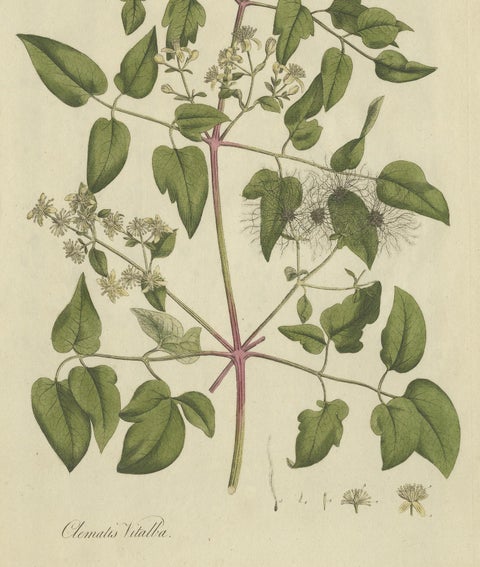 Antique Botany Print of the Clematis Vitalba by Curtis, circa 1777, view 4