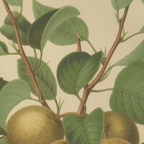 Golden Pear Cluster, Botanical Print, Dutch, ca. 1870 Chromolitho, close-up 6