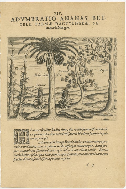 Cornucopia of India: Pineapples, Betel, Date Palms, Soursop, and Mangoes, 1601, view 2