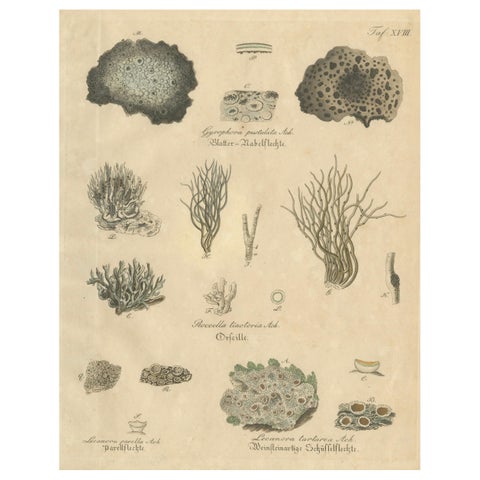 Antique Lichen Botanical Print, Dye & Chemical Species, c.1831
