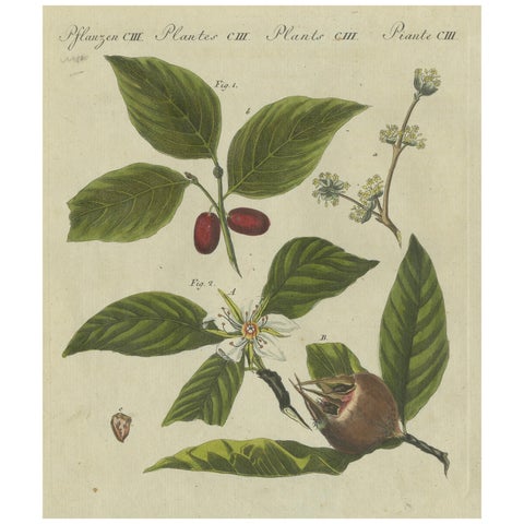 Medlar and Cornelian Cherry: Blossoms, Fruit, and Seeds, Bertuch, 1805