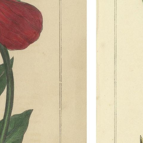 1871 Botanical Prints of Paeonia and Butomus from Tunbridge Wells Flora, close-up 2