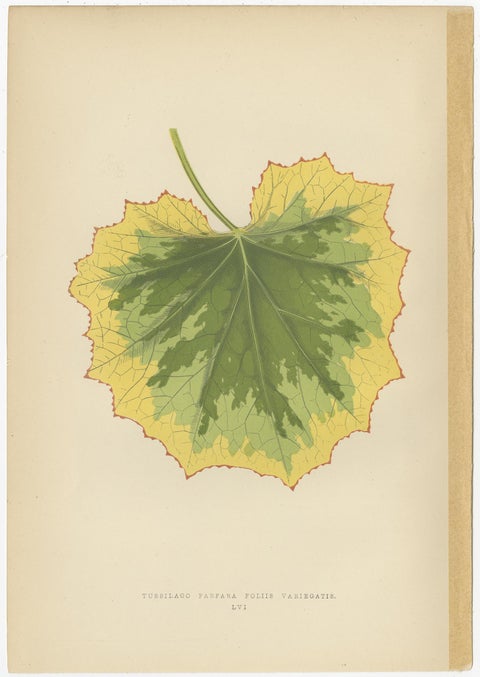 Set of 6 Botany Prints, Alocasia Metallica, Echites Nutans (1891), view 2
