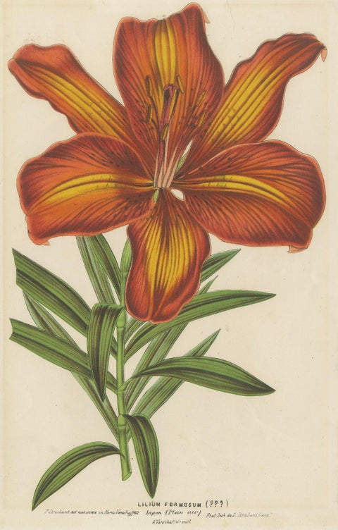 Exquisite Hand-Colored Botanical Print of a Siberian Lily (Lilium Pensylvanicum), close-up 4