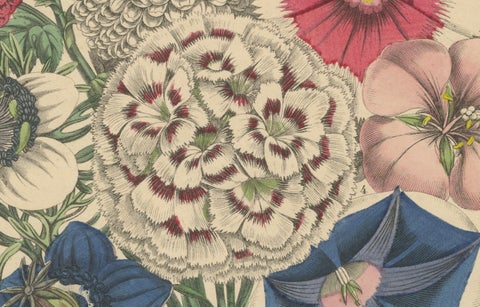 Victorian Floral Bouquet with Garden Blooms from Book of Worlds, 1863, close-up 4