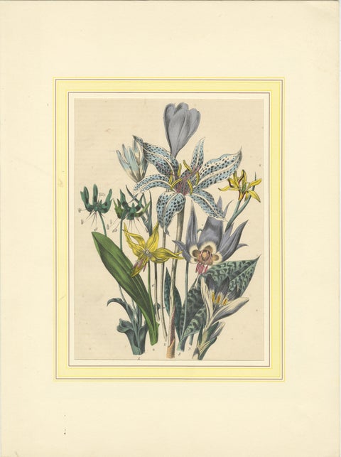 Set of Four Colorful Botanical Flower Prints from Book of Worlds, circa 1850, view 3