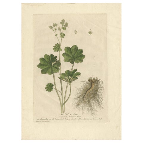 Antique Botany Print of Alchemilla by Regnault, 1774