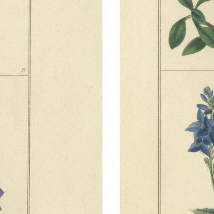 Pair of Hand-Colored Botanical Engravings of Wild and Cultivated Flowers, 1828, close-up 1