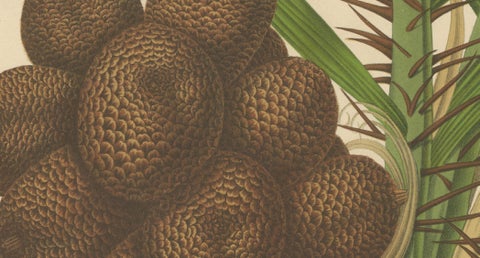 Antique Salak Palm Botanical Chromolithograph by Hoola van Nooten, c. 1880, close-up 2