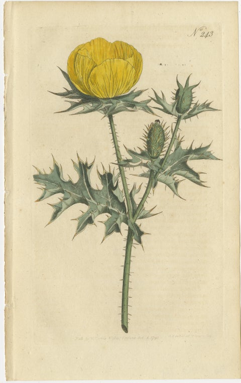 Set of 2 Antique Botany Prints, Prickly Poppy, Perennial Sunflower, view 3