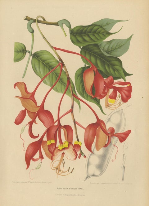 Original Antique Botanical Chromolithograph of Pride of Burma, c. 1880, close-up 1