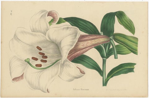 Set of 2 Antique Botany Prints, Lilium Brownii, Clerodendrum Japonicum, 1845, view 2