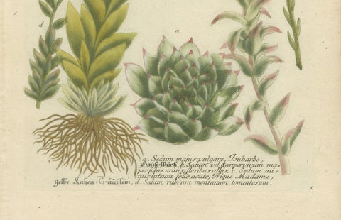Decorative Botanical Engraving of Sedum & Succulent Plants, 1737, close-up 2