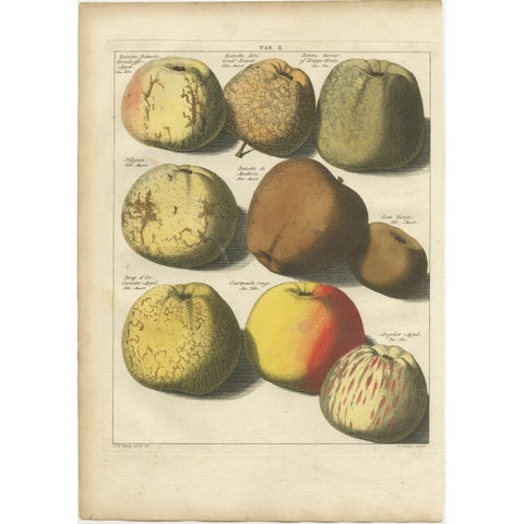 Original Hand-Colored Antique Print of Various Apples, 1758, view 2