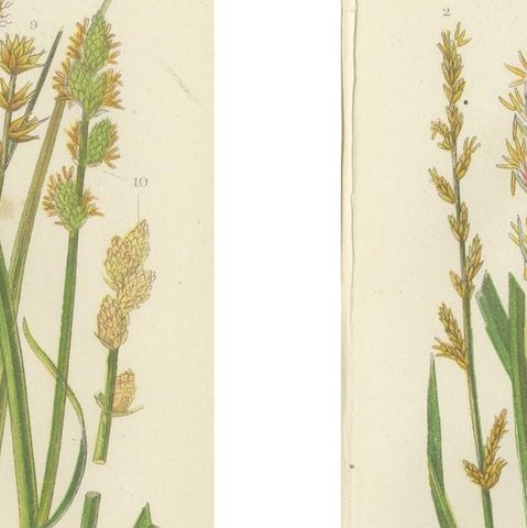Hart’s Tongue and Scaly Spleenwort Ferns, Hand-Colored Botanical Prints, 1873, close-up 1