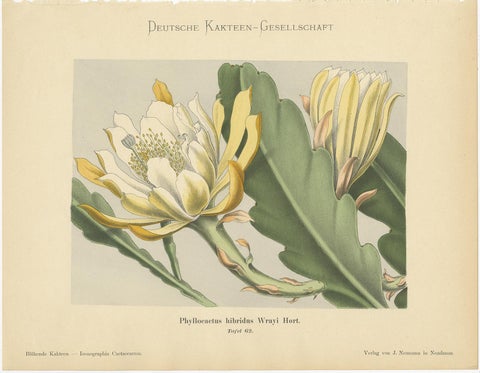 Set of 4 Antique Cactus Prints, Echinopsis Calochlora, Schumann, circa 1900, view 3