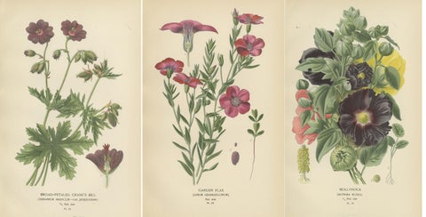 Victorian Botanical Splendor: A Collection from Step's Horticultural Compendium, view 2
