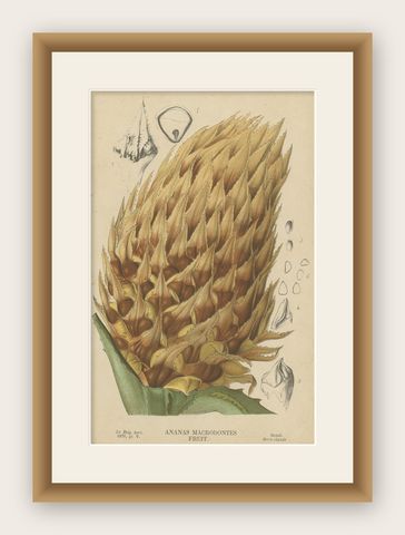 Antique Botany Print of Ananas Macrodontes '1878', shown framed