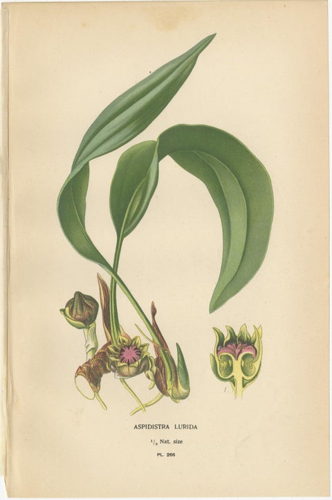 Antique Flower Chromolithographs 1897, Ixiolirion, Tuberose & Aspidistra, view 4