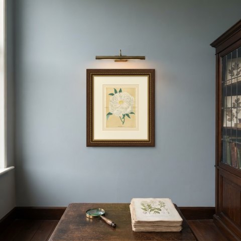 White Tree Peony Princesse Marie des Pays Bas, Paeonia Moutan, 1858, shown framed on a wall, true to size