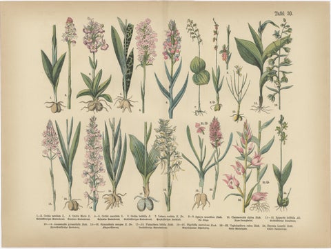 Antique Botanical Prints Set, German Flora & Orchids Atlas, Stuttgart 1885, view 3