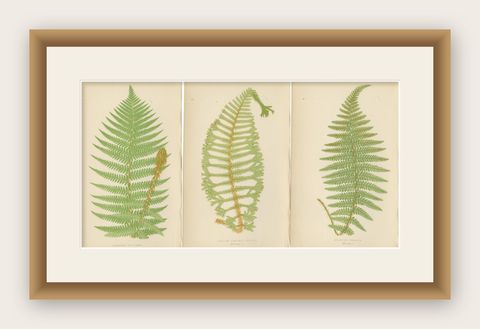 Antique Hand-Colored Fern Prints, Aspidium Filix-Mas Series, Botanical Art 1868, shown framed