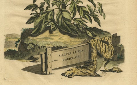 Botanical Illustration of Yellow Variegated Sage from Munting’s 1696 Herbal, close-up 2